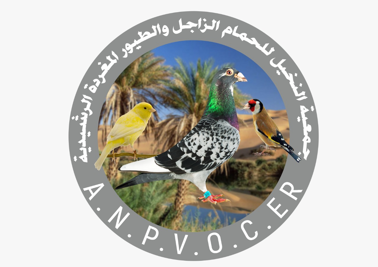 جمعبة النخيل للحمام الزاجل و الطيور المغردة الرشيدية