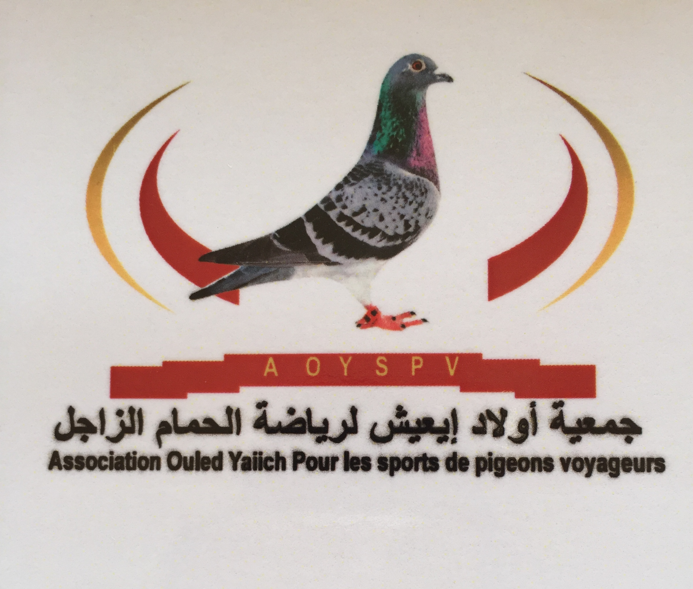 جمعية اولاد ايعيش لرياضة الحمام الزاجل