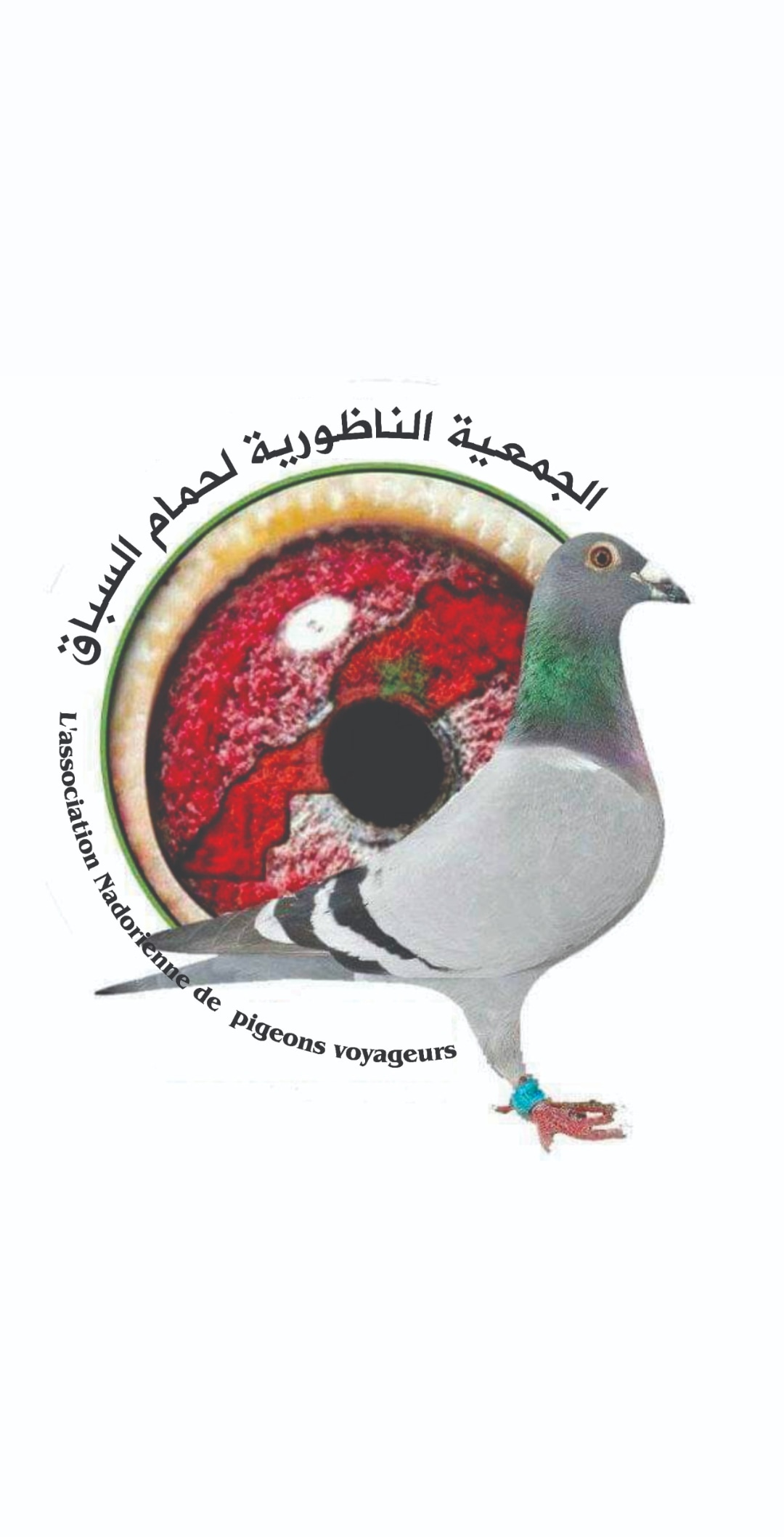 الجمعية الناظورية لحمام السباق