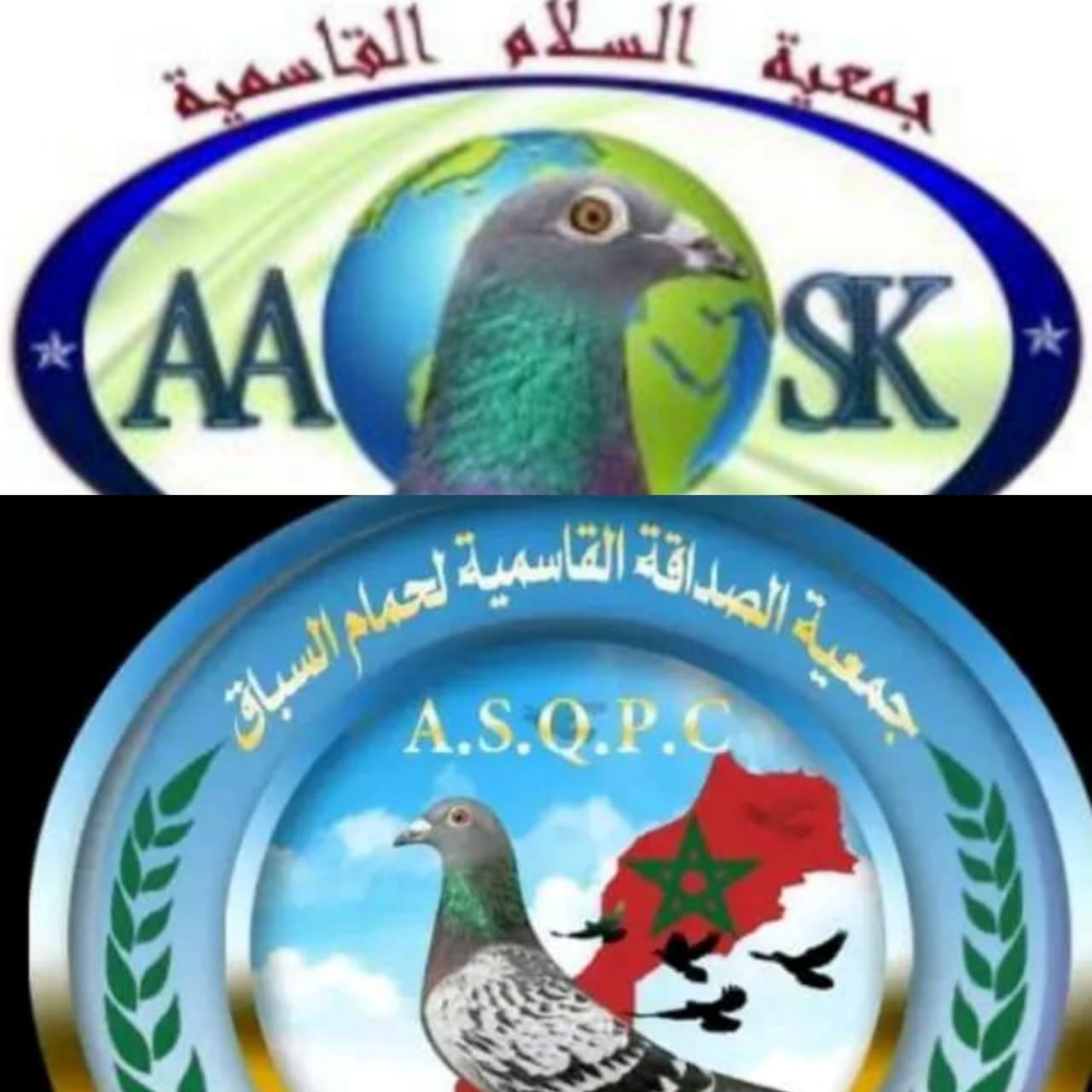 اتحاد سيدي قاسم لسباق الحمام الزاجل