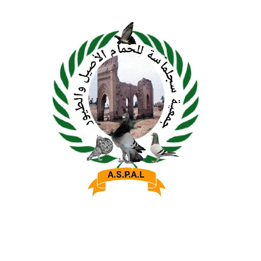 جمعية سجلماسة للحمام الأصيل والطيور